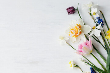 Happy womens day and Mothers day. Stylish spring flowers flat lay on rustic white table, space for text. Beautiful daffodils and tulips bouquet border on wood. Hello spring, floral banner - obrazy, fototapety, plakaty