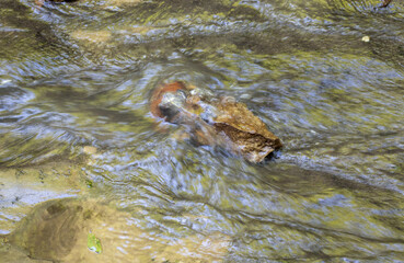 walking along the bed of a mountain river with a visit to unexplored places and sources of drinking...