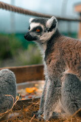 Lemur adult close-up photo, cute primate animal mammal in a zoo