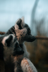 Lemur adult close-up photo, cute primate animal mammal in a zoo