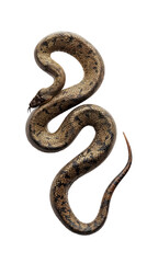 Obraz premium A long brown snake with spots isolated on white or transparent background, png clipart, design element. Easy to place on any other background.