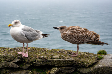 Adult and juvenile herring gull, larus argentatus, perched on a wall during Storm Agnes, Dunmore Head, Dingle, Co Kerry, Ireland