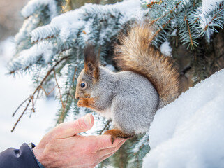 Squirrel eats nuts from a man's hand. Caring for animals in winter or autumn.