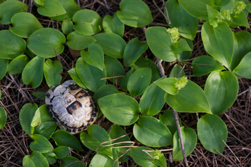 dead turtle on the grass Testudo hermanni. Baratz Lake, Sassari, Alghero (Nurra), Sardinia, Italy..Hermann's tortoise