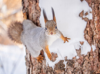 Squirrel in winter sits on a tree trunk with snow