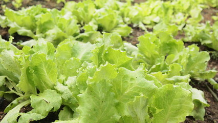 Fresh lettuce in the ground after rain 