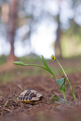 The European marsh turtle in the wild, Emys orbicularis Sardinia, Italy