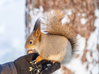 Squirrel eats nuts from a man's hand. Caring for animals in winter or autumn.