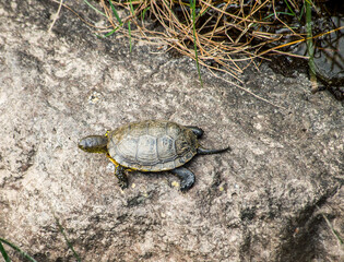 The European marsh turtle in the wild, Emys orbicularis Sardinia, Italy