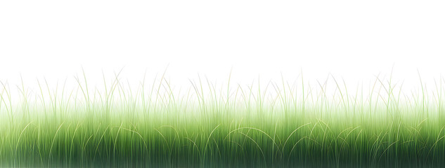 Fototapeta premium Bordure d’herbe verte fond blanc, idéal pour frise de bannière ou arrière-plan