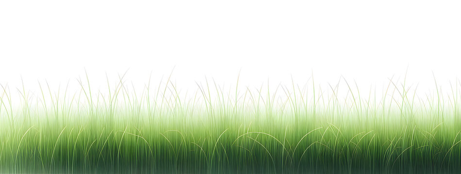Bordure d’herbe verte fond blanc, idéal pour frise de bannière ou arrière-plan