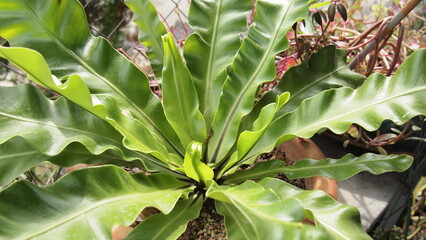 A beautiful fern species call asplenium antiquum