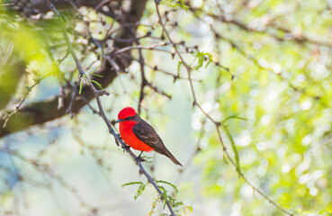 red cardinal on a branch
