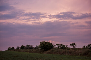 Obraz premium Tranquil scene of a field under soft pink sky at dusk, capturing the serene end to day. Soft pink hues adorn the sky above a tranquil rural landscape at dusk.