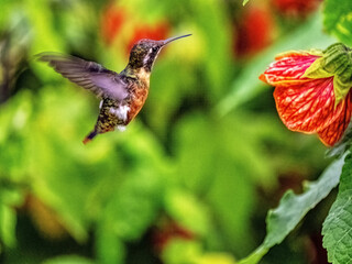 White-bellied woodstar, Chaetocercus mulsant, sucks nectar on a bush from calyx red flowers. Colombia