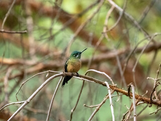 White-bellied woodstar, Chaetocercus mulsant, sits on a thin branch and looks around. Colombia. - 750092236