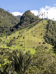 The national tree of Colombia, the Quindío palm, Ceroxylon quindiuense. They are the tallest palm trees in the world. Colombia Cocora Valley - 750092457