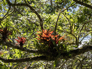 Beautiful bromeliad calyxes on a large tree. Colombia. - 750092603