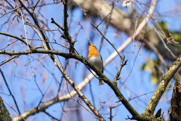 european robin close up on a branch roodborstje portret in au wädenswil switzerland