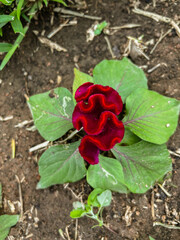 Whispers in Velvet (A Red Rose Story)