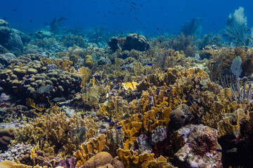 Fototapeta na wymiar Vibrant Reef at Oostpunt / Eastpoint Curaçao