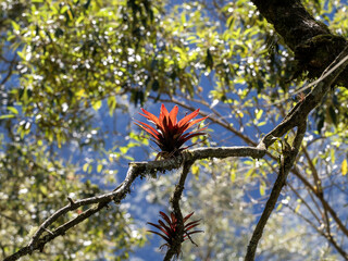 Beautiful bromeliad calyxes on a large tree. Colombia. - 750096042