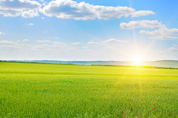 Obraz premium Green wheat field and sunrise.