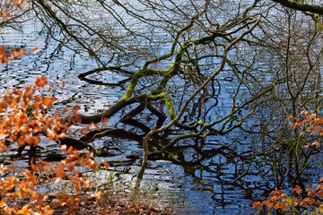 autumn tree in the park