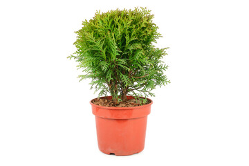 Thuja in a flower pot isolated on a white.