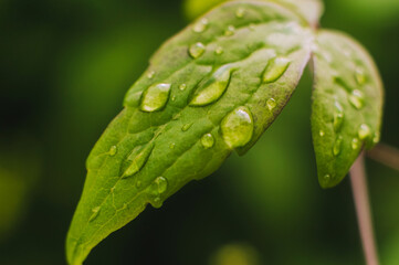 Green leaf of a plant, tree with flowing drops of water after rain, dew close-up.