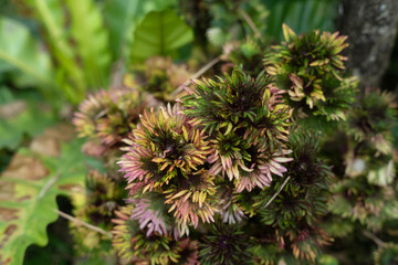 beautiful flowers in the garden