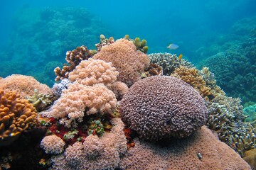 Colorful corals and tropical sea. Vivid seascape, healthy coral reef in the ocean. Underwater...