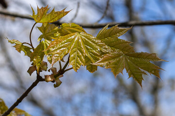Tree with new leaves maple park, spring.