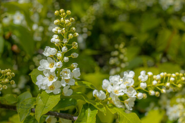 Shrub with white flowers, street. Spring.