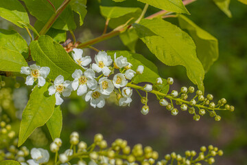 Shrub with white flowers, street. Spring.