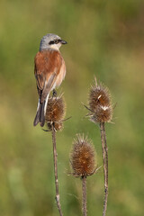 Red-backed Shrike