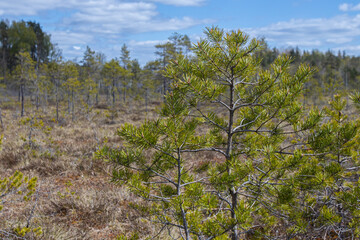 Green pine needles on the shore of the marsh in spring.