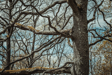 A tree with beautiful gray big branches. Landscape.