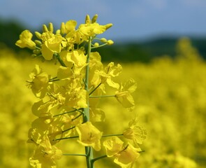 Rapeseed flower canola or colza in latin Brassica Napus