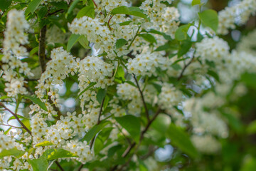 Shrub with white flowers, street. Spring.