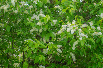 Shrub with white flowers, street. Spring.