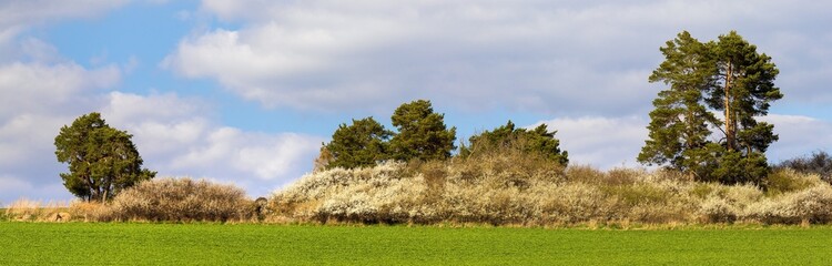 landscape springtime field white flowering blackthorn