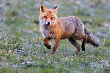 Renard roux en chasse.