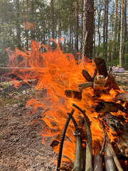 a barbecue campfire is built in the forest