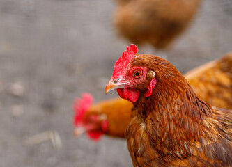 photo of a hen at the hen house