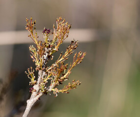 le printemps arrive et les pousses aussi