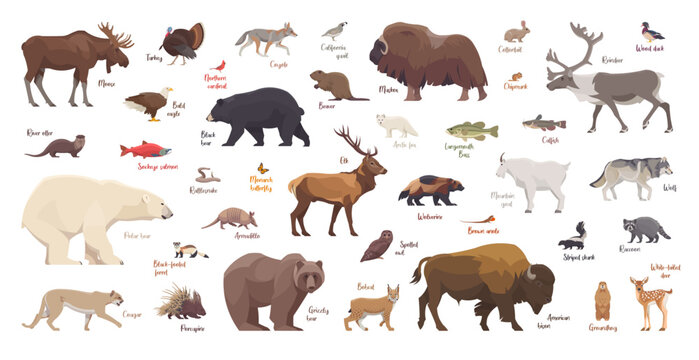 Flat set of north american animals. Isolated animals on white background. Vector illustration