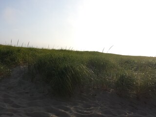 Provincetown Race Point Beach Sea Grass at Dusk 