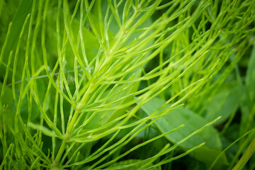 Green meadow plant. Horsetail - Equisetum pratense Spring.
