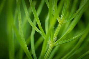 Fototapeta na wymiar Green meadow plant. Horsetail - Equisetum pratense Spring.